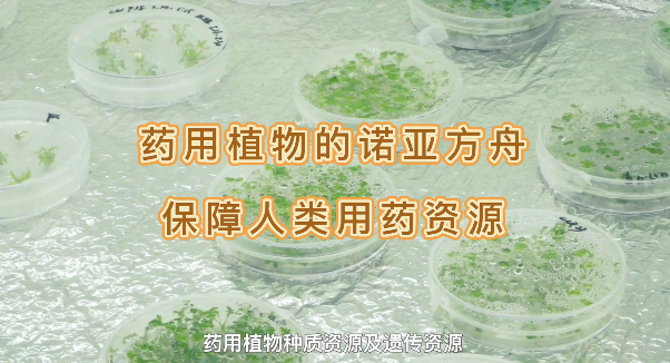 ҩ��ֲ���ŵ�Ƿ��ۣ�������������������ҩ����Դ